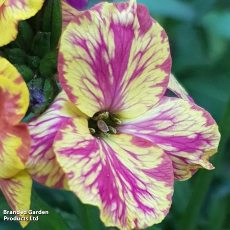 Erysimum 'Fire & Flame'