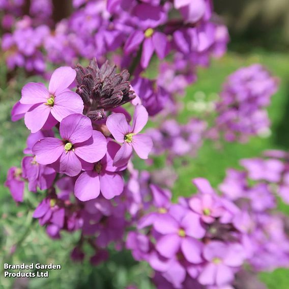 Erysimum 'Bowles Mauve'