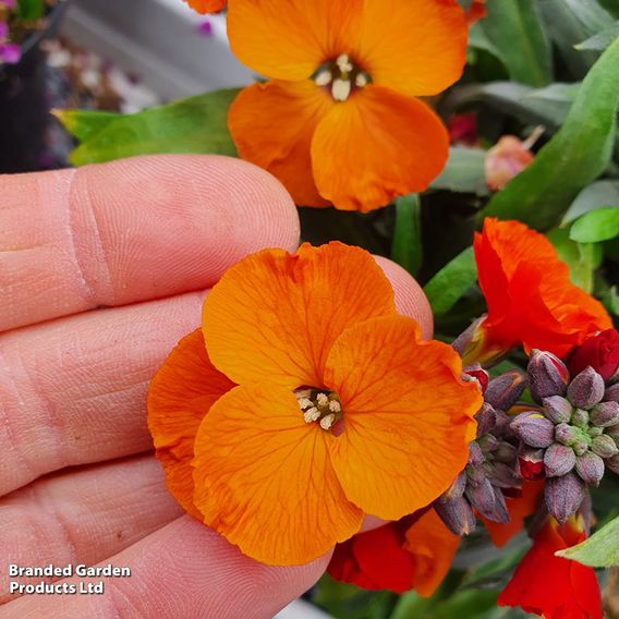 Erysimum 'Colour Vibe Orange'