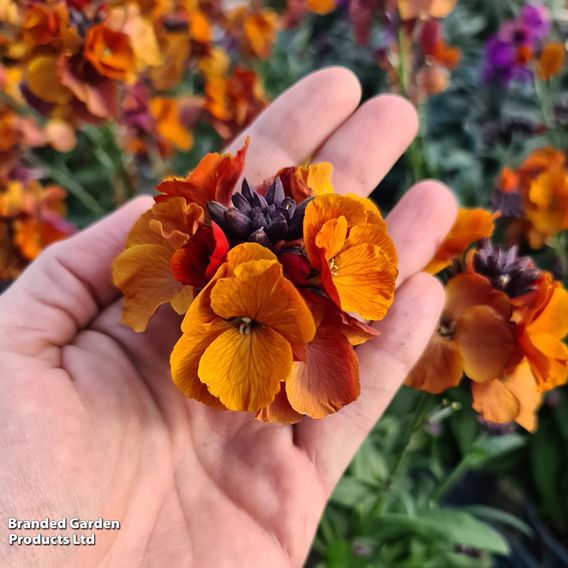 Erysimum 'Colour Vibe Orange'