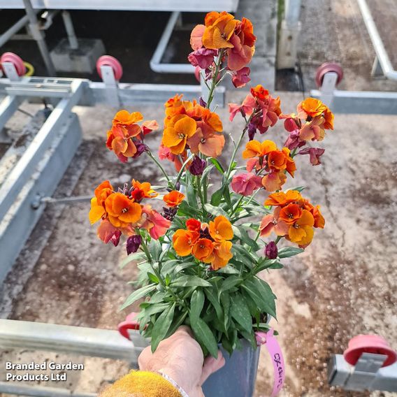 Erysimum 'Colour Vibe Orange'