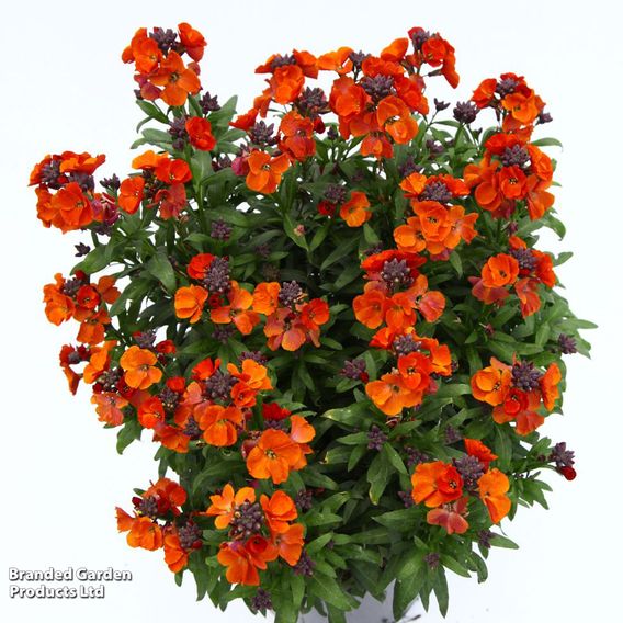 Erysimum 'Colour Vibe Orange'