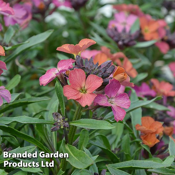 Erysimum 'Constant Cheer'