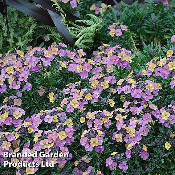 Erysimum 'Constant Cheer'