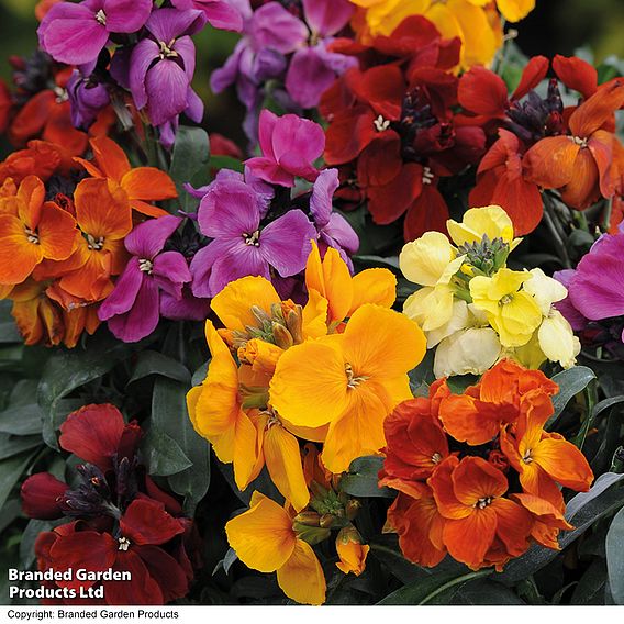 Wallflower 'Sugar Rush'