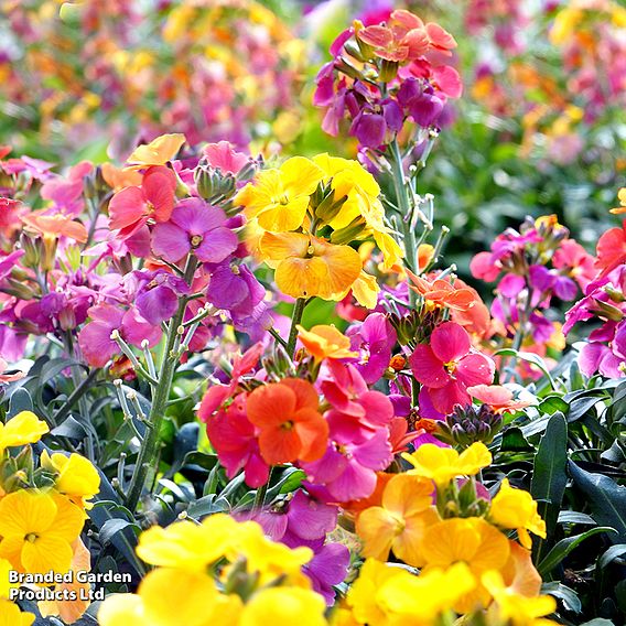 Wallflower 'Sugar Rush'