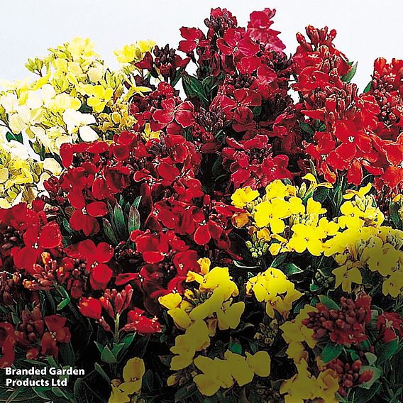 Wallflower 'Sugar Rush'