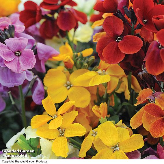 Wallflower 'Sugar Rush'