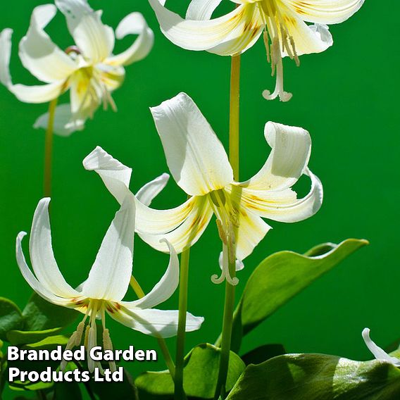 Erythronium californicum 'White Beauty'