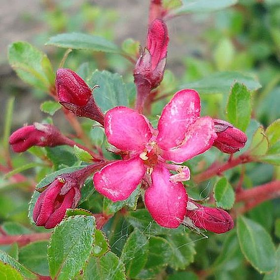 Escallonia 'Red Dream'