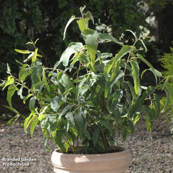 Eucalyptus citriodora 'Citrus'