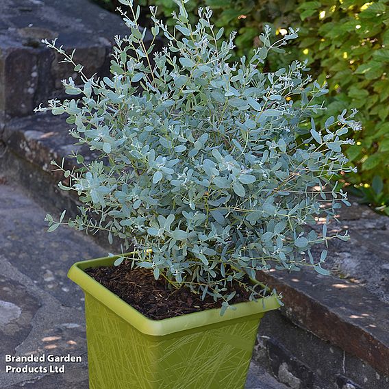 Eucalyptus gunnii 'France Bleu'