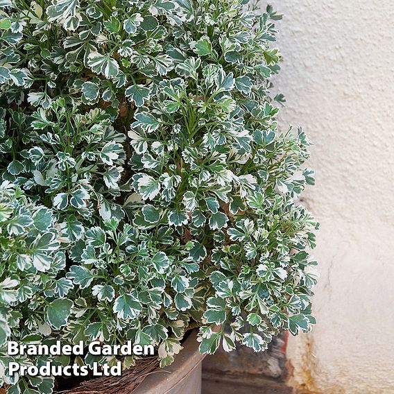 Euonymus fortunei 'Emerald Gaiety'