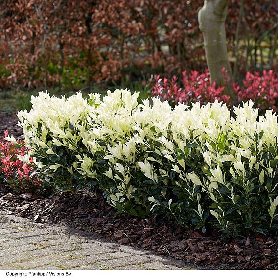 Euonymus japonicus 'Himalaya'