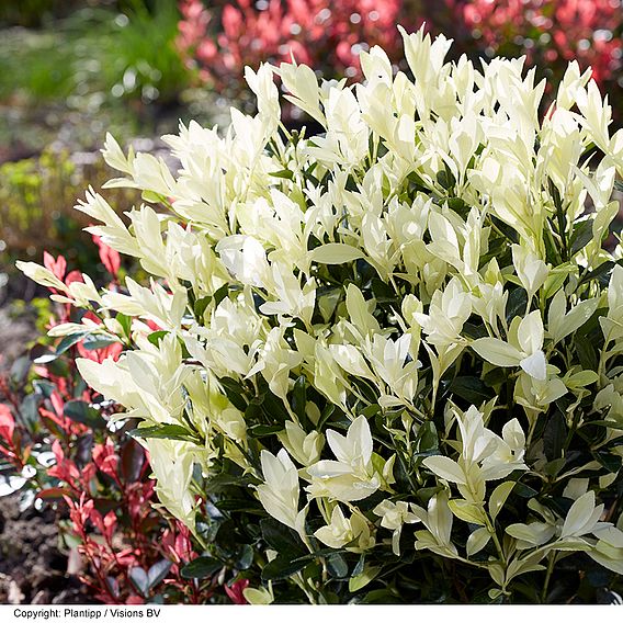 Euonymus japonicus 'Himalaya'