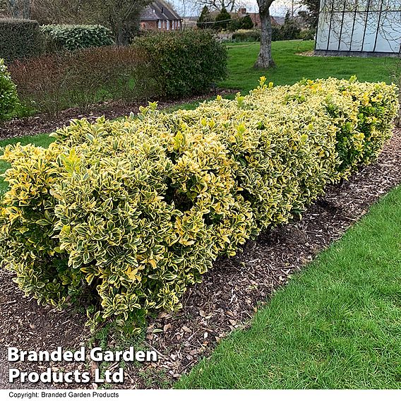 Euonymus japonicus 'Ovatus Aureus'