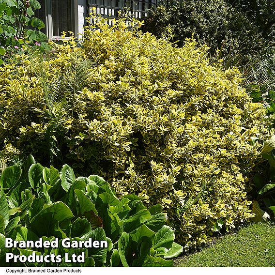 Euonymus japonicus 'Ovatus Aureus'