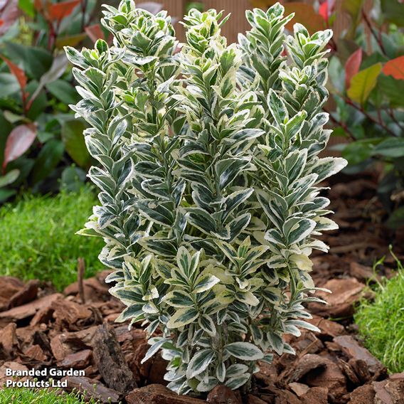 Euonymus japonicus 'White Spire'