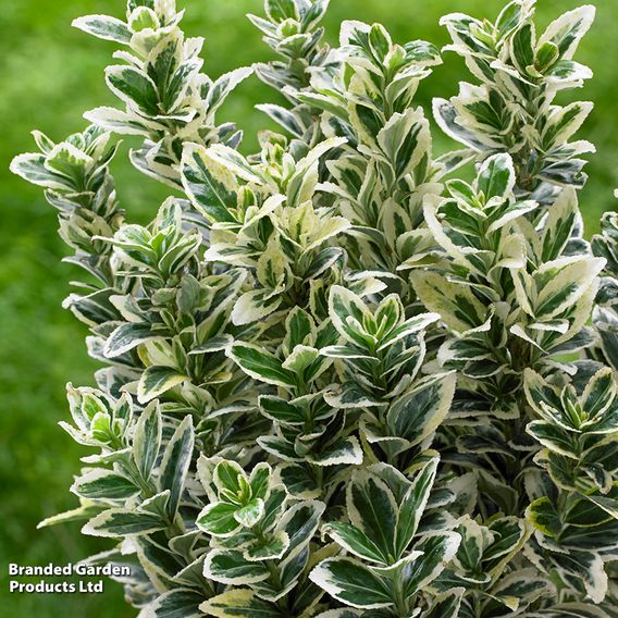 Euonymus japonicus 'White Spire'