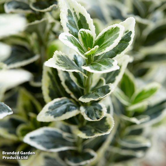 Euonymus japonicus 'White Spire'