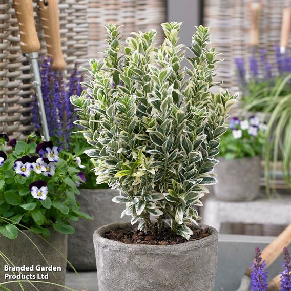 Euonymus japonicus 'White Spire'