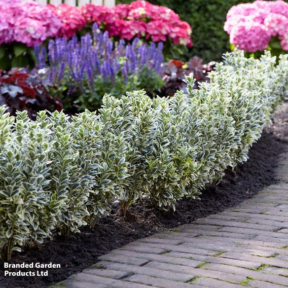 Euonymus japonicus 'White Spire'