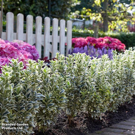 Euonymus japonicus 'White Spire'