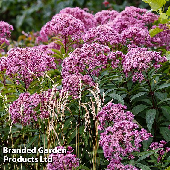 Eupatorium cannabinum (Marginal Aquatic)