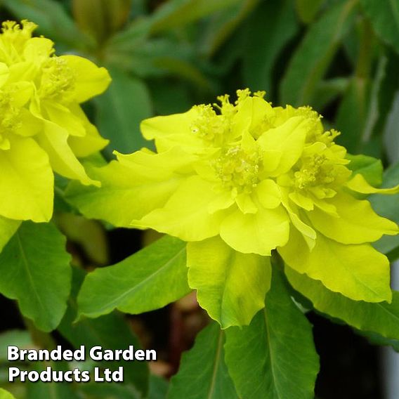 Euphorbia Polychroma