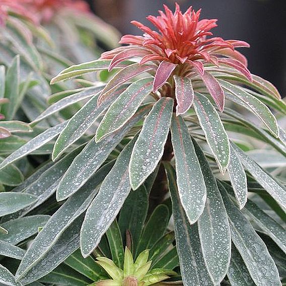 Euphorbia 'Rudolph'