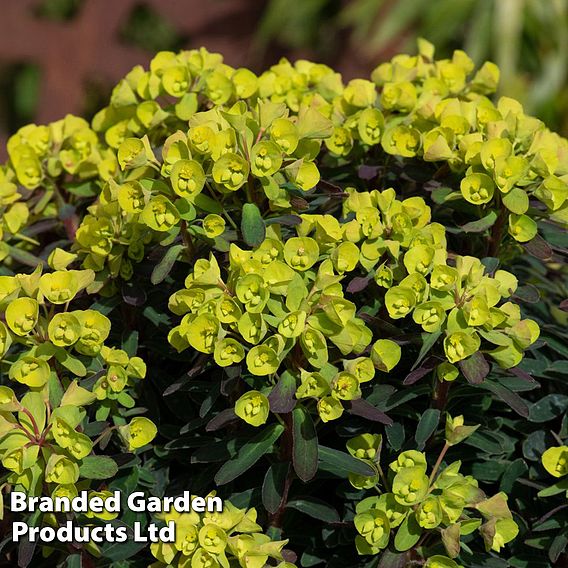 Euphorbia 'Ascot Petite'