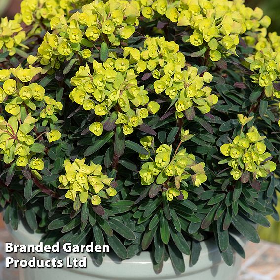 Euphorbia 'Ascot Petite'