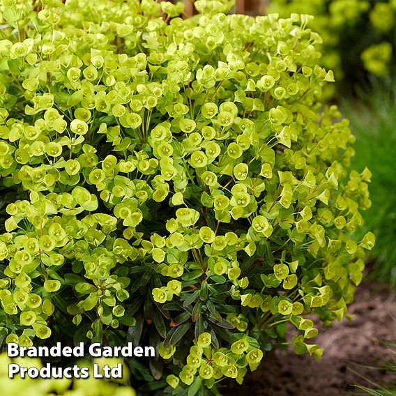 Euphorbia 'Ascot Petite'