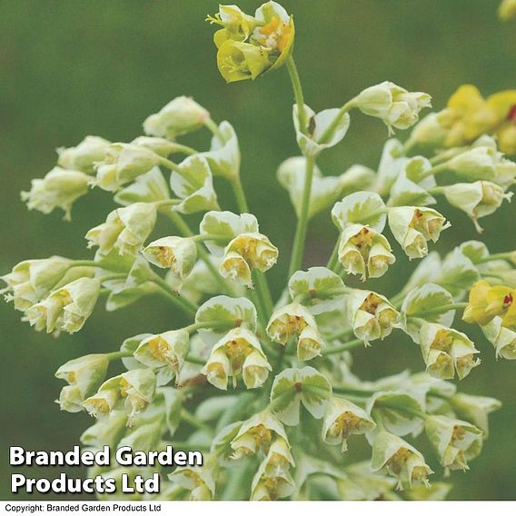 Euphorbia characias 'Glacier Blue'