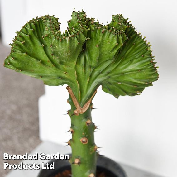 Euphorbia lactea 'Cristata'