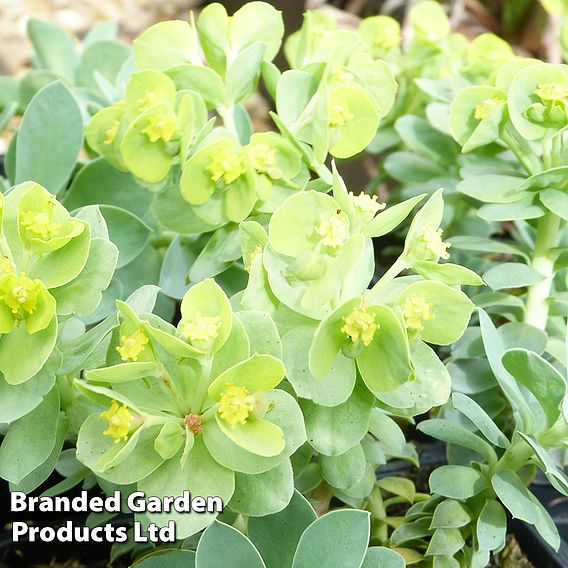 Euphorbia myrsinites