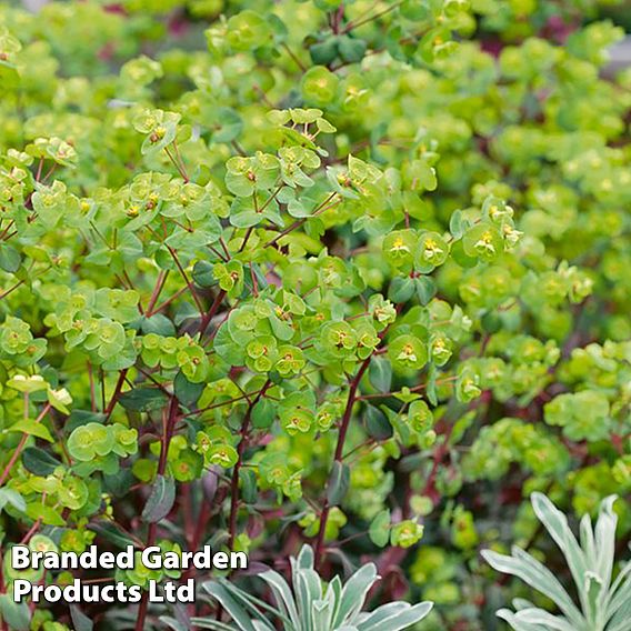 Euphorbia martinii 'Walberton's Ruby Glow'