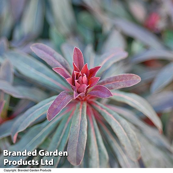 Euphorbia martinii 'Walberton's Ruby Glow'