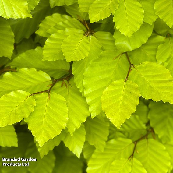 Fagus sylvatica Duo