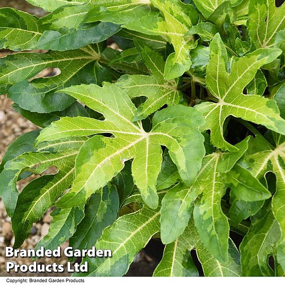 Fatsia 'Camouflage'