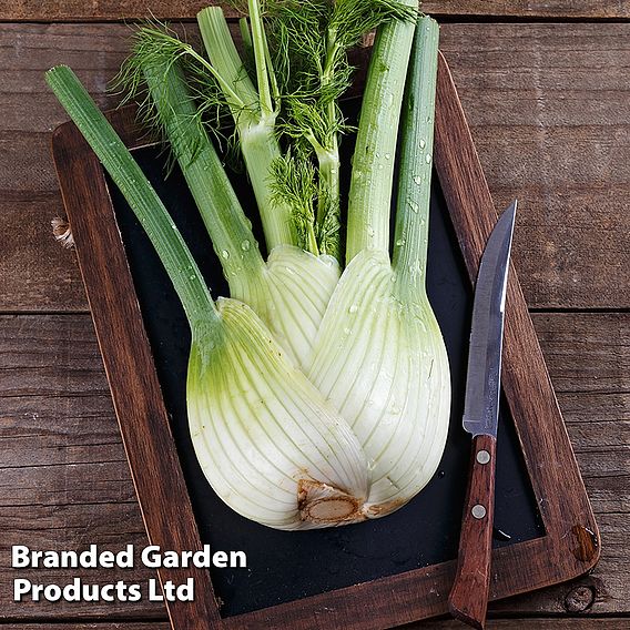 Fennel 'Fino' (Organic) - Seeds