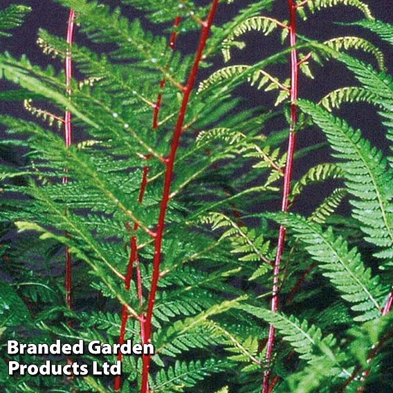 Fern 'Fantastic Lady In Red'