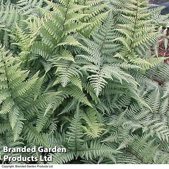 Fern 'Fantastic Ghost'