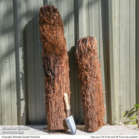 Australian Tree Fern