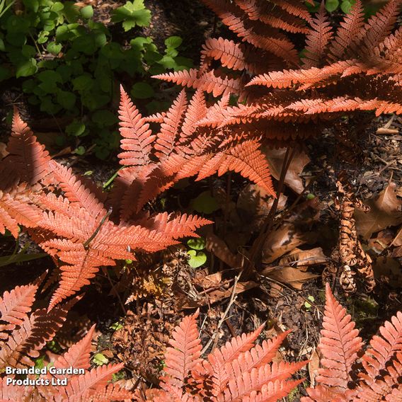 Dryopteris erythrosora