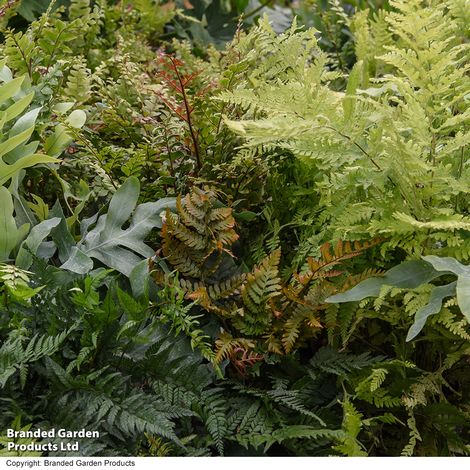 Nurserymans Choice Fern