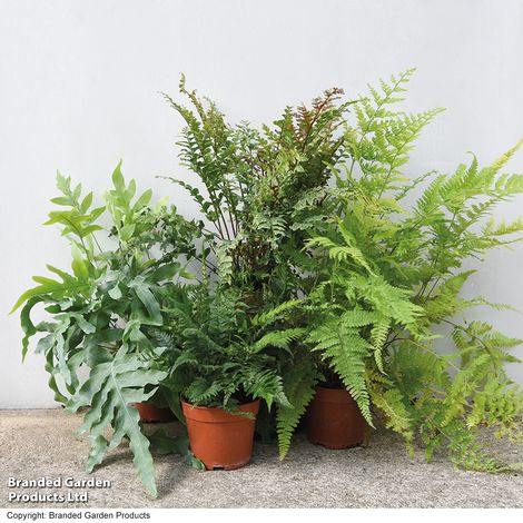 Nurserymans Choice Fern