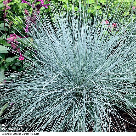 Festuca glauca