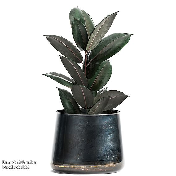 Ficus elastica 'Abidjan'