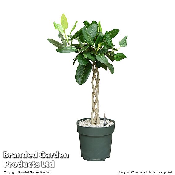 Ficus benghalensis 'Audrey' braided stem in hydro pot